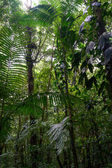 Alajuela Province, Costa Rica - November 19, 2024 - path through rainforest in the Tenorio Volcano National Park