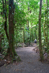 Alajuela Province, Costa Rica - November 19, 2024 - path through rainforest in the Tenorio Volcano National Park