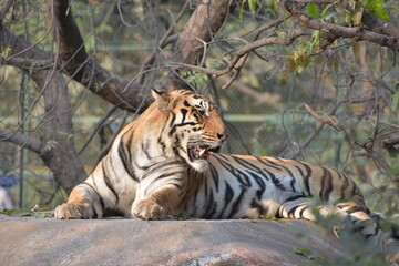 The Bengal tiger or Royal Bengal tiger is a population of the Panthera tigris tigris subspecies and the nominate tiger subspecies. It ranks among the biggest wild cats alive today. 