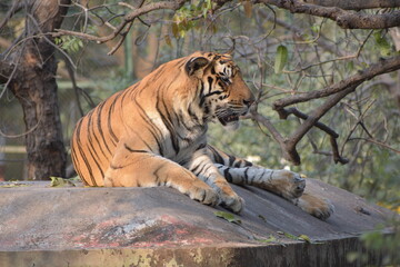 tiger in the zoo