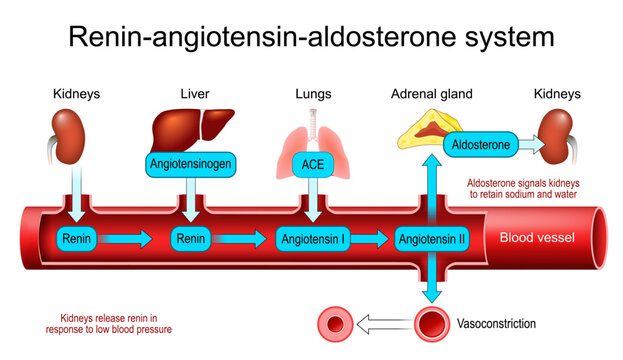 Renin Angiotensin Aldosterone System