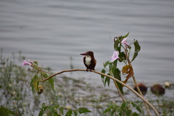 bird on the flower