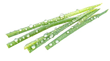 Green grass with dew transparent background