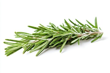 Fototapeta premium Fresh Rosemary Sprig - Aromatic Herb