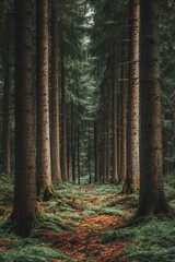 Obraz premium path in the forest