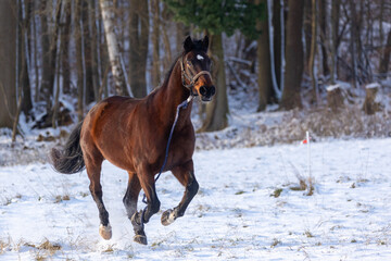 Pferd hat sich losgerissen