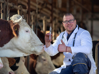 Veterinarian holding syringe for cattle vaccination in stable
