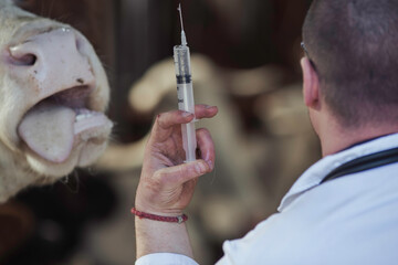 Veterinarian holding syringe for cattle vaccination in stable