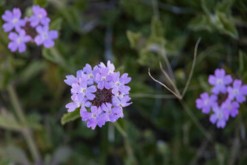 Purple desert verbena, wildflower bloom close-up