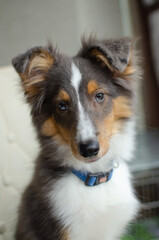 Cute red brown tricolor puppy shetland sheepdog. Happy dog sheltie in home