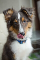 Cute licking red brown tricolor puppy shetland sheepdog. Happy dog sheltie with tongue in home