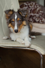 Cute red brown tricolor puppy shetland sheepdog. Happy dog sheltie in home