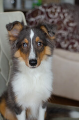Cute red brown tricolor puppy shetland sheepdog. Happy dog sheltie in home