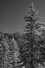 Obraz premium B&W Infra-Red Landscape in the Great Smoky Mountains