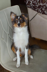 Cute red brown tricolor puppy shetland sheepdog. Happy dog sheltie in home
