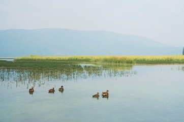 ducks on the lake
