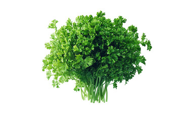 Obraz premium Fresh Green Parsley Bunch on White Background Isolated on transparent background