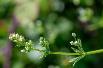 Macro shot of cleavers (galium aparine) flowers in bloom
