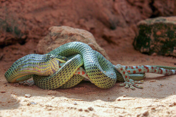 Snake constricting and eating lizard in Siem Reap, Cambodia