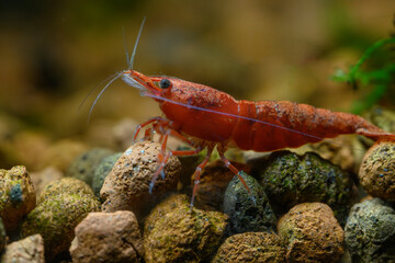 Close up of a vibrant red cherry shrimp caridina in an aquarium, surrounded by lush green aquatic plants. Ideal for showcasing freshwater shrimp habitat and aquascapes