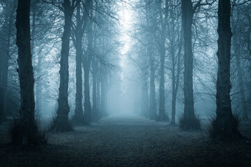 Fototapeta premium fog in the woods