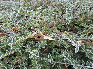 frost, frosty morning, cambridgeshire, sunny day, beautiful, landscape, meadow, paddock, wildlife, leaves, park, garden