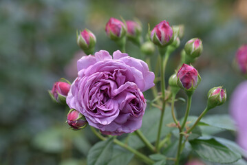 カインダ・ブルー　バラの花