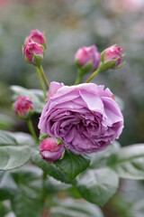 カインダ・ブルー　バラの花