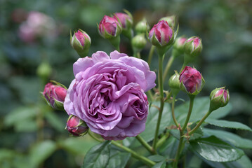 カインダ・ブルー　バラの花