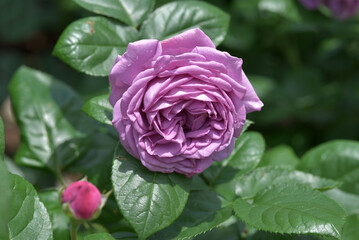 カインダ・ブルー　バラの花