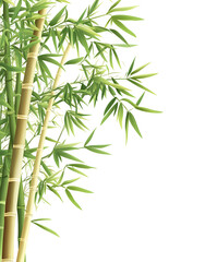 Obraz premium Elegant Bamboo Leaves on White Background – Minimalist Nature Design