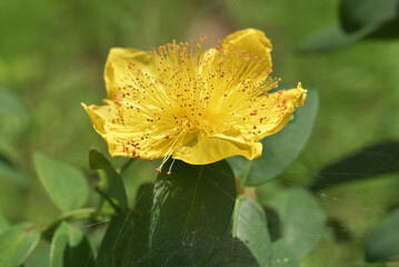 セイヨウキンシバイ