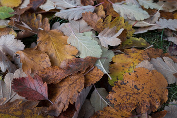 fallen autumn leaves