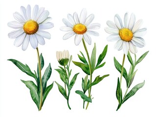 Watercolor Summer Collection of Wildflowers with Leaves, Daisies, Flowers, and Branches - Perfect for Wallpapers and Stickers