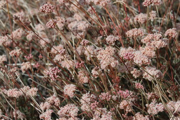 Mojave California Buckwheat, Eriogonum Fasciculatum Variety Polifolium, a superlative native shrub with cymose subumbellate head inflorescences during Autumn in the Little San Bernardino Mountains.