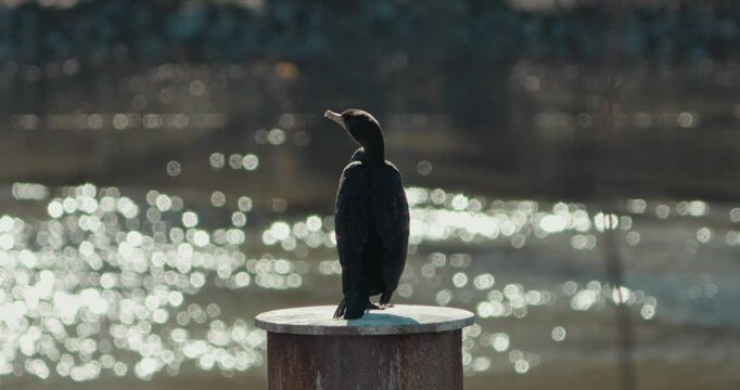 Double-crested cormorant on a rusty pier with sunlight reflection on water in slow motion