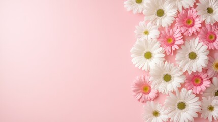 Fototapeta premium Pink and white gerbera daisies are arranged on a pink background, creating a beautiful floral arrangement perfect for valentine's day, mother's day, or spring celebrations