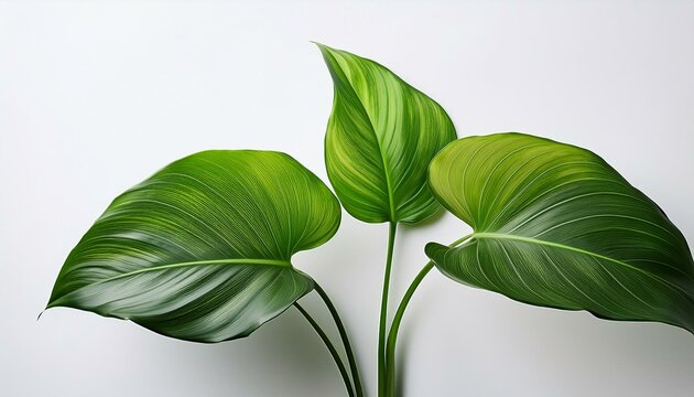 leaves of a green tropical plant of the species epipremnum aureum poto on a white background
