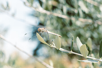 dragonfly on a branch