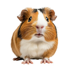 Fototapeta premium close-up of a cute guinea pig with a distinctive orange and white coat. showcasing its round face and expressive eyes the animal appears curious and friendly. making it a charming representation of sm