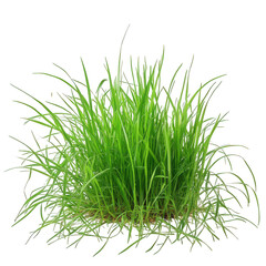 clump of vibrant green grass. showcasing its lush. healthy appearance the grass blades are tall and slender. with a natural. organic look. making it suitable for various contexts such as landscaping.
