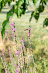 pink flowers with bee