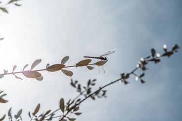 silhouette of a dragonfly