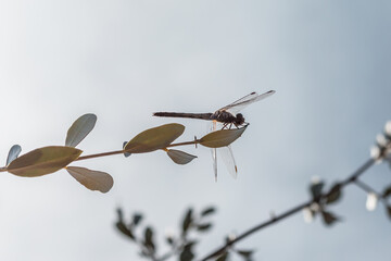 dragonfly on a branch