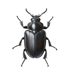 detailed top view of a black beetle. showcasing its glossy exoskeleton and distinct body structure. ideal for educational or scientific purposes
