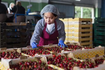 Portrait of professional asian female farmer standing with boxe full of organic cherry at warehouse