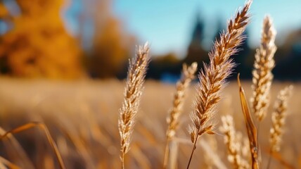 Fototapeta premium Close-up of golden wheat stems in sunny field