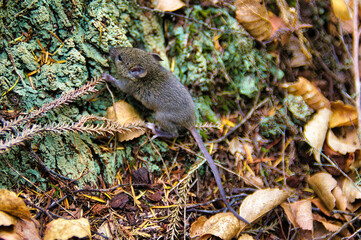 Grey mouse in a forest on South Island, New Zealand
