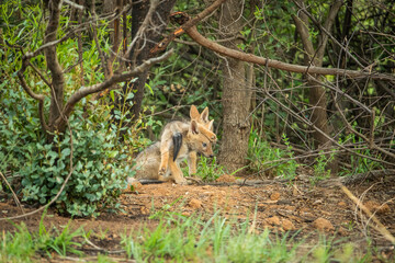 Two black backed jackal cubs playing