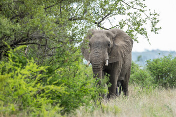 Fototapeta premium An african elephant in the bush